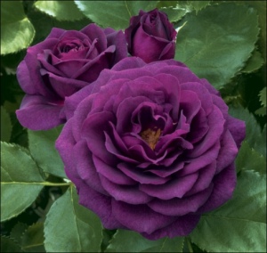 And the scent is as striking as the bloom. Meet Ebb Tide. http://www.rose-gardening-made-easy.com/images/ebbtide.jpg