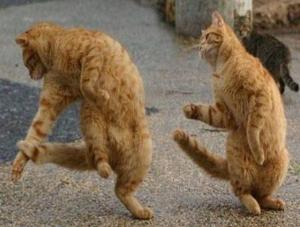Party! http://www.laughspark.info/uploadfiles/cats-dancing-funny-picture-4764.jpeg