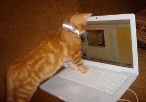 What do you mean, formatting error, function no longer available!?! From: https://cuteoverload.files.wordpress.com/2009/05/dsc01120.jpg